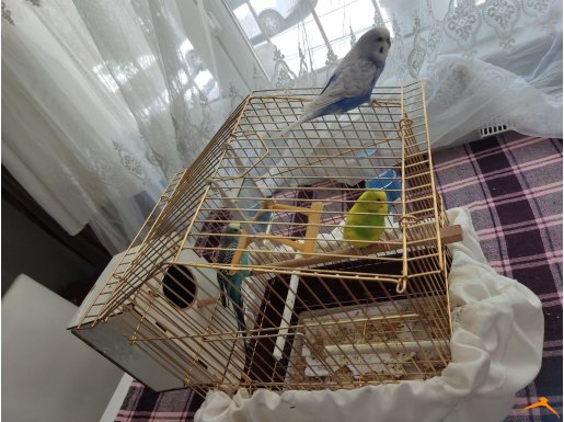 3 Adet muhabet + kafes  