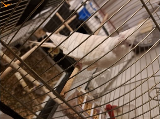 albino cinsi 4 yasinda damızlık erkek daha önce yavru alindi