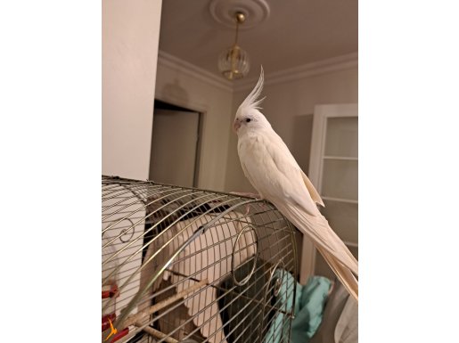 4 yaşında damızlık erkek yavru alindi