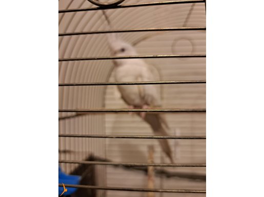 Evcil ve Karakterli Yetişkin Sultan Papağanı