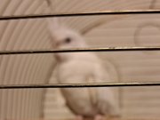 Evcil ve Karakterli Yetişkin Sultan Papağanı