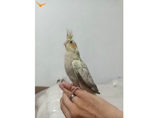 DAHA YENİ DOĞMUŞ SULTAN PAPAĞANI YAVRULARI 4 ADET