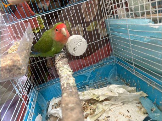 Sevda ve cennet papağanı