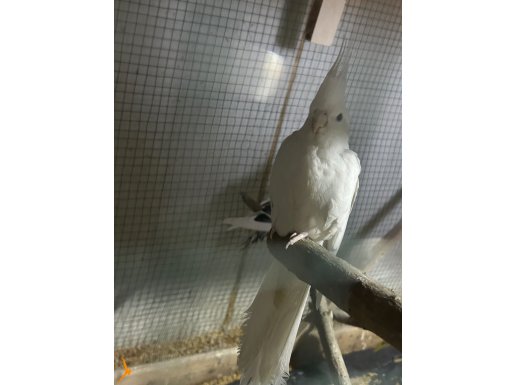 Albino ve pied sultan papağanı 