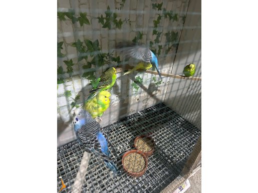 Yetişkin erkek dişi damızlık muhabbet kuşu