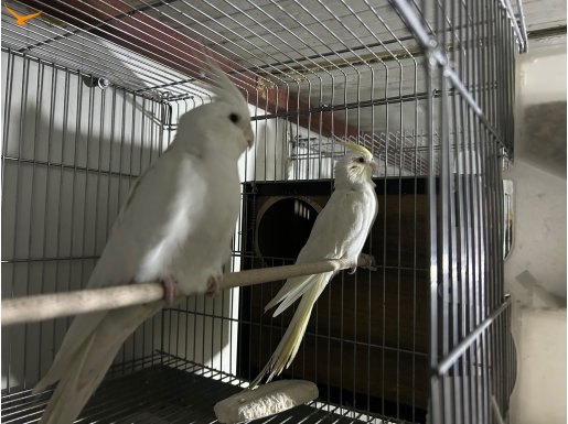 Çift sultan papağanı