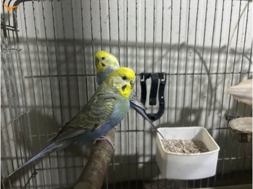 Pendik’te Ev Üretimi Canlı Kondisyonlu Rainbow Takım