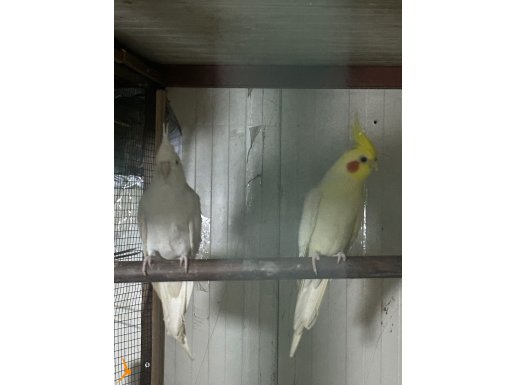 Üreticiden Formda Albino ve Lutino Dişi Damızlıklar