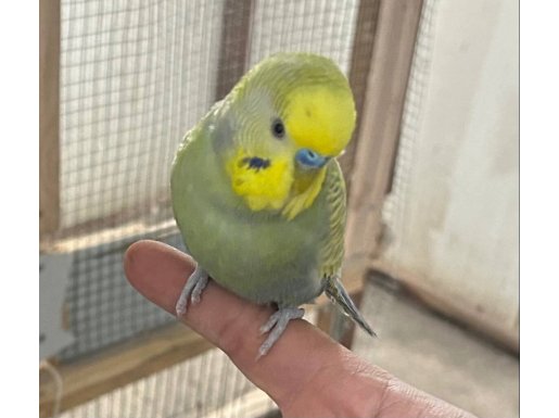 Ele alışık konuşan rainbow muhabbet kuşu 