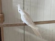 Albino, grey, pied, wifi sultan papağanı 