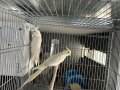 2 takım albino sultan papağanı 