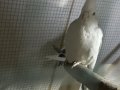 Albino ve pied sultan papağanı 