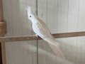 Albino, grey, pied, wifi sultan papağanı 