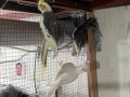 Albino, grey, pied, wifi sultan papağanı 