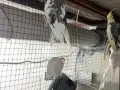 Albino, grey, pied, wifi sultan papağanı 