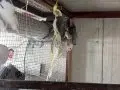 Albino, grey, pied, wifi sultan papağanı 