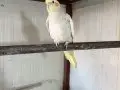 Albino, grey, pied, wifi sultan papağanı 