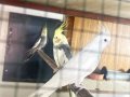 Albino, grey, pied, wifi sultan papağanı 