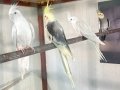 Albino, grey, pied, wifi sultan papağanı 