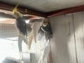 Albino, grey, pied, wifi sultan papağanı 