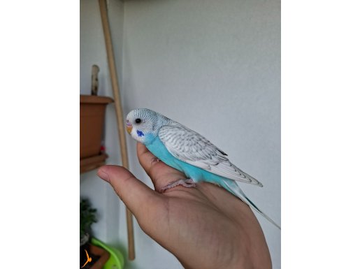 Ev Üretimi Muhabbet Kuşu Yavruları!