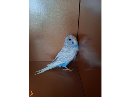 Ev Üretimi Yavru Muhabbet Kuşları