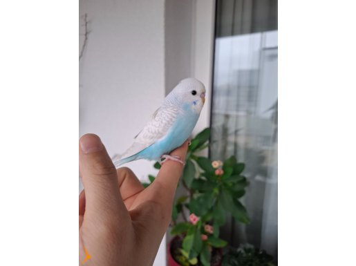 Ev Üretimi Muhabbet Kuşu Yavruları!