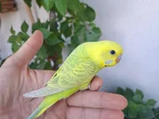 Ev Üretimi Yavru Muhabbet Kuşları!
