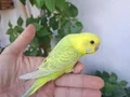 Ev Üretimi Yavru Muhabbet Kuşları!