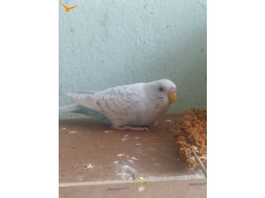 sağlıklı 2 dişi muhabbet kuşu