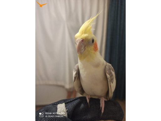 Konuşan sultan papagani cikooooo