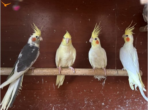 2-4 aylık ev üretimi Sultan Papağanları