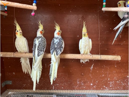 2-4 aylık Sultan Papağanı yavruları