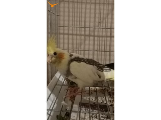 Erkek Sultan Papağanları Pied 2-5 aylık