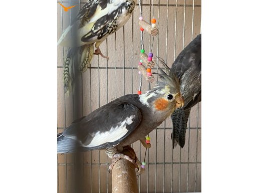Sultan Papağanı Yavruları Grey Dişi 2-4 aylık