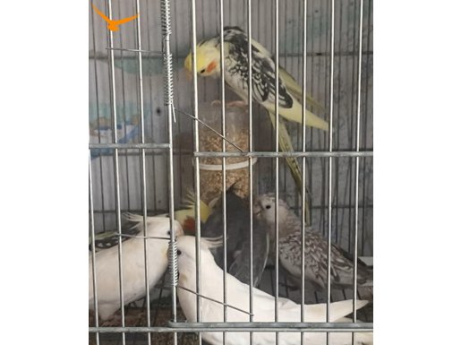 Sultan Papağanı yavruları ısırmayan 