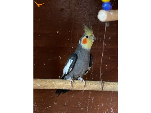 sultan papağanı GREY ERKEK 1 yaşında ısırmaz