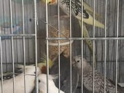 Sultan Papağanı yavruları ısırmayan 
