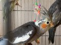Sultan Papağanı Yavruları Grey Dişi 2-4 aylık