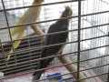 Çift Sultan Papağanı + Büyük Jako Kafesi