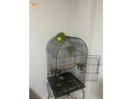 Full evcil blue front