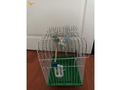 1,5 yaşında muhabbet kuşum 