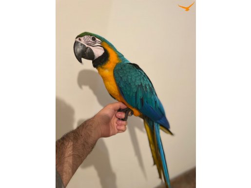 Bebek mavi sarı macaw