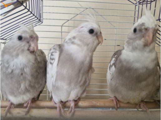 EV ÜRETİMİ WİFİ FACE SULTAN YAVRULARI