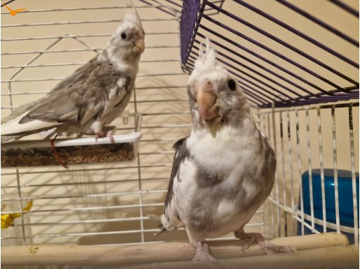 WHİTE FACE (EV ÜRETİMİ)