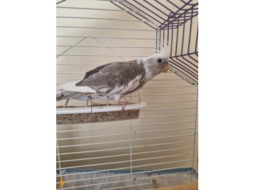 WHİTE FACE YENİ YAVRU