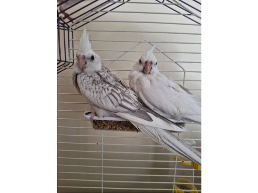 EV ÜRETİMİ WHİTE FACE SULTAN YAVRULARI