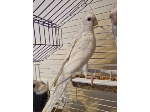 ALBİNO KIRMIZI GÖZ (3 Aylık)
