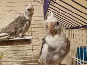 WHİTE FACE (EV ÜRETİMİ)