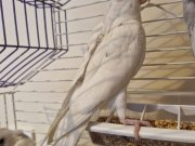 ALBİNO KIRMIZI GÖZ (3 Aylık)